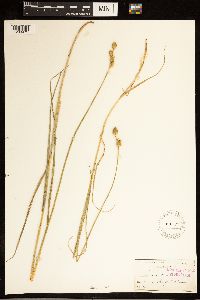 Carex alata image