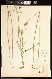 Carex alata image