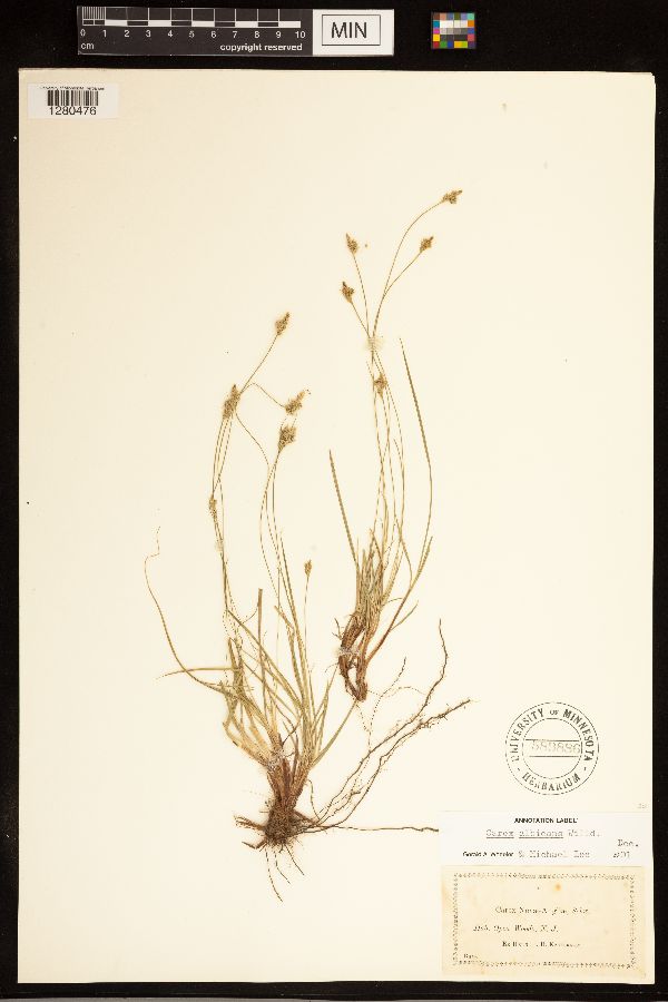 Carex albicans image
