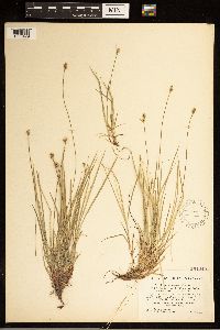 Carex albicans image