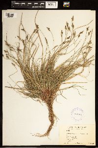 Carex albicans image