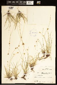 Carex albicans image