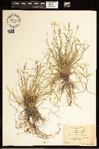 Carex albicans image