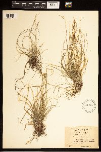 Carex albicans image
