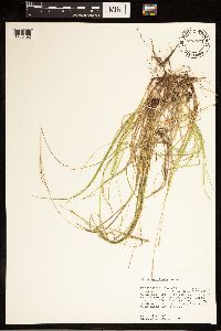Carex albicans image