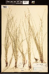 Carex albicans image