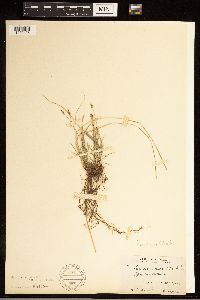 Carex albicans image
