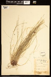 Carex albicans image