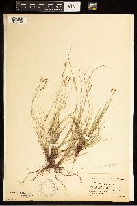 Carex albicans image