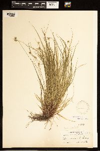 Carex albicans image