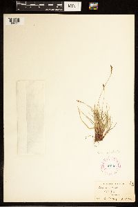 Carex albicans image