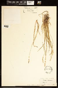 Carex albicans image