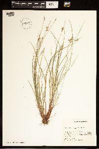 Carex albicans image