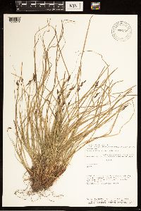 Carex albicans image