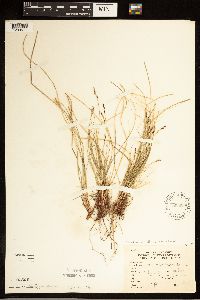 Carex albicans image