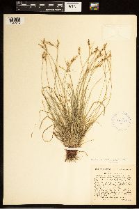 Carex albicans image
