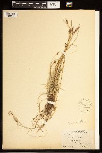 Carex albicans image