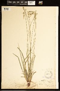 Carex albicans image