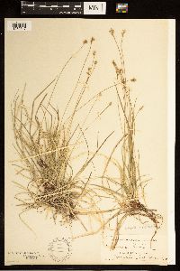 Carex albicans image