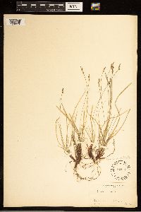 Carex albicans image