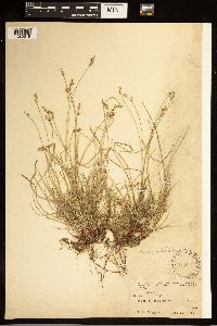 Carex albicans image
