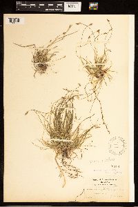 Carex albicans image