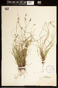 Carex albicans image