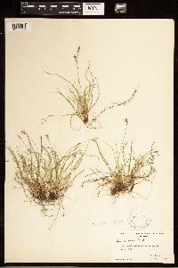 Carex albicans image