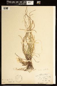 Carex albicans image