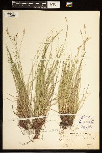 Carex albicans image