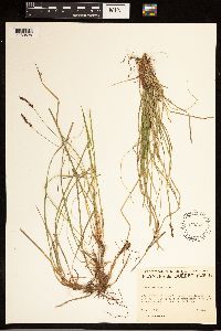 Carex albicans image