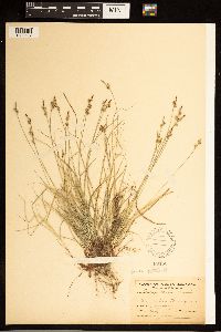 Carex albicans image