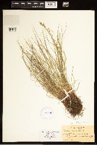 Carex albicans image