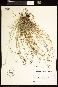 Carex albicans image