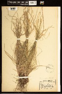 Carex albicans image