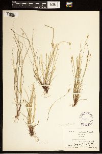 Carex albicans image
