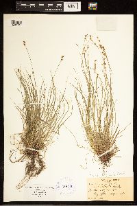Carex albicans image