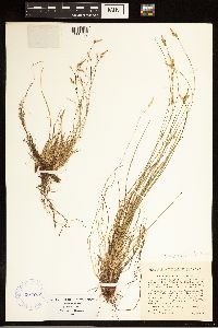 Carex albicans image