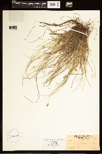 Carex albicans image