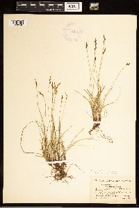 Carex albicans image