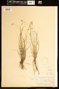Carex albicans image
