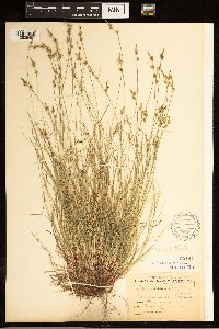Carex albicans image