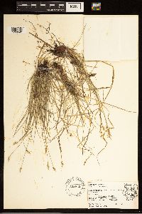 Carex albicans image