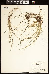 Carex albicans image