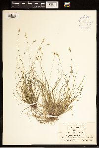 Carex albicans image