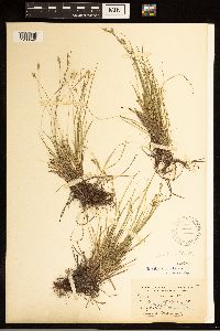 Carex albicans image