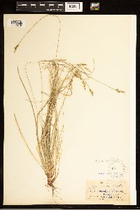 Carex albicans image