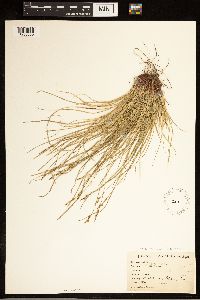 Carex albicans image