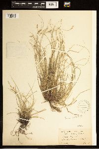 Carex albicans image