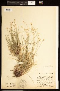 Carex albicans image